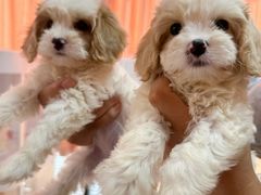 -翊宠yipet猫狗购宠庄园犬舍•猫舍