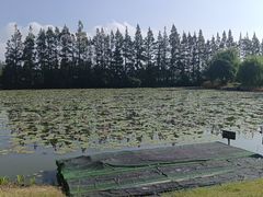 -上海长兴岛郊野公园