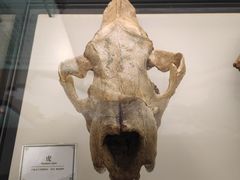 -辽宁古生物博物馆