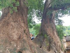 -杨家堂村