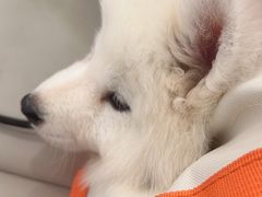 -瑞派康怡24h宠物医院·犬猫医疗中心·微创绝育(瑞景分院)