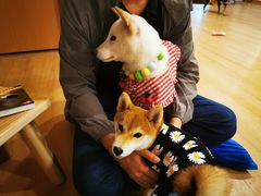 -南京Hallo宠物乐园·哈罗犬舍·柴犬繁育基地