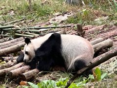 -黔灵山公园