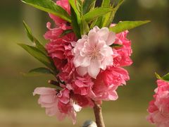 -海棠花溪(元大都城垣遗址公园)