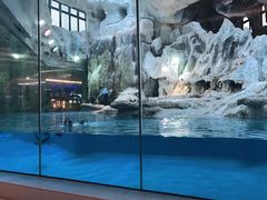 -帝企鹅自助餐厅•儿童岛•真企鹅(长隆企鹅酒店)