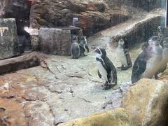 -帝企鹅自助餐厅•儿童岛•真企鹅(长隆企鹅酒店)