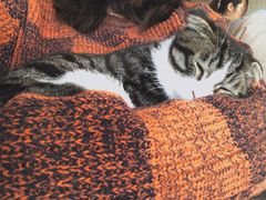 -平行世界·猫咖(首经贸店)
