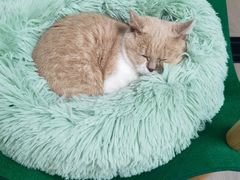 -COLOR PETS 撸猫馆·购猫·猫咖(长风大悦城店)