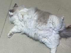 -藏猫猫咖啡主题馆(中央大道店)