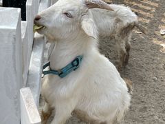 -前小桔亲子创意农场·草莓采摘·露营烧烤