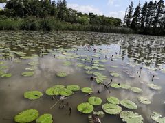 -上海长兴岛郊野公园