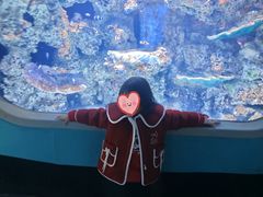 -海合安武汉极地海洋公园