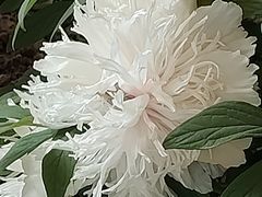 -洛阳市隋唐城遗址植物园