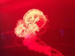 -多彩贵州城极地海洋世界