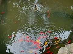 -不倒翁·徽天下名菜楼(马鞍山路店)