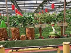 -南宫五洲植物乐园