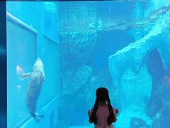 -海合安武汉极地海洋公园