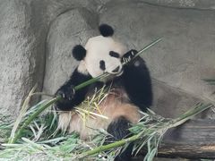 -中国大熊猫保护研究中心雅安碧峰峡基地