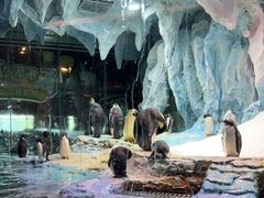 -帝企鹅自助餐厅•儿童岛•真企鹅(长隆企鹅酒店)