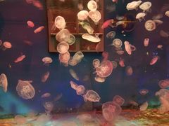 -大连圣亚海洋世界