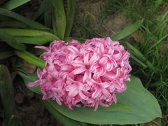 -上海鲜花港