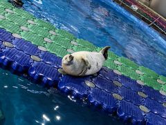 -海合安武汉极地海洋公园