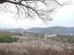 -香雪海
