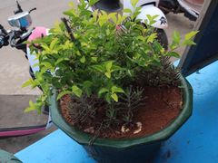 -花乐餐厅(涠洲岛店)