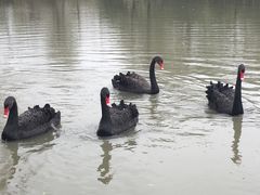 -溱湖国家湿地公园