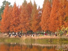 -白鹭湾湿地公园