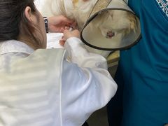 -安安宠医·安宠宠物医院