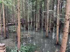 -桤木河湿地公园