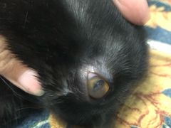 -芭比堂动物医院·犬猫全科·异宠专科(雁塔分院)