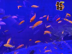 -东方肥牛王(喀左县颐顺家园店)