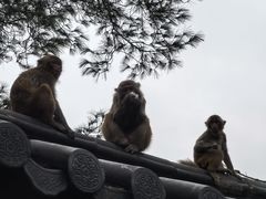-千岛湖东南湖区