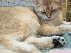 -藏猫猫咖啡主题馆(中央大道店)