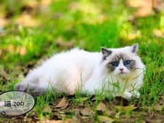 -喵zoo家庭繁育猫舍(尖东智能花园店)