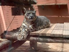 -青藏高原野生动物园