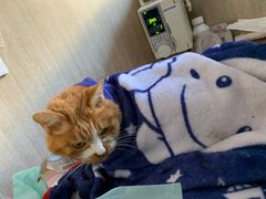 -北京观赏动物医院·24小时大型综合·猫专科·异宠专科