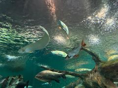 -上海海洋水族馆