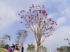 -白石龙音乐公园