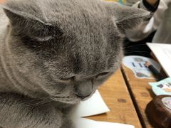 -猫小院猫主题咖啡厅(北锣店)