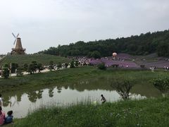 -大塘金香草谷