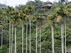 红树林1-三亚亚龙湾红树林度假酒店