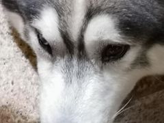 -more than meow吴止猫主题餐厅(承德 中船汇店)