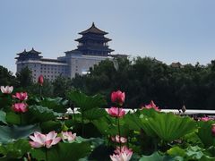-莲花池公园
