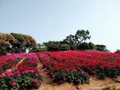 -松山湖梦幻百花洲