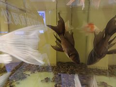 -武汉大学附属爱尔眼科医院(湖北总院)