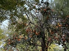 -三里屯东五街银杏大道