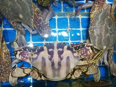 -大东海海鲜酒楼(渔人码头总店)